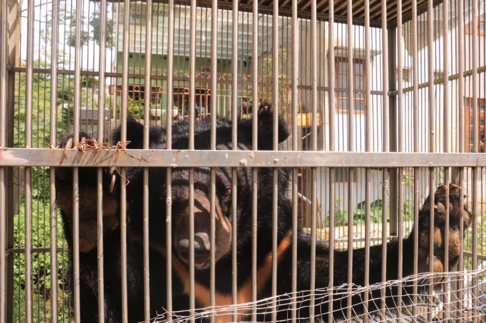 cuu-ho-gau-solo-lang-son-7 6