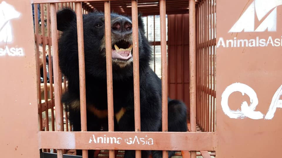 cuu-ho-gau-solo-lang-son-8 7