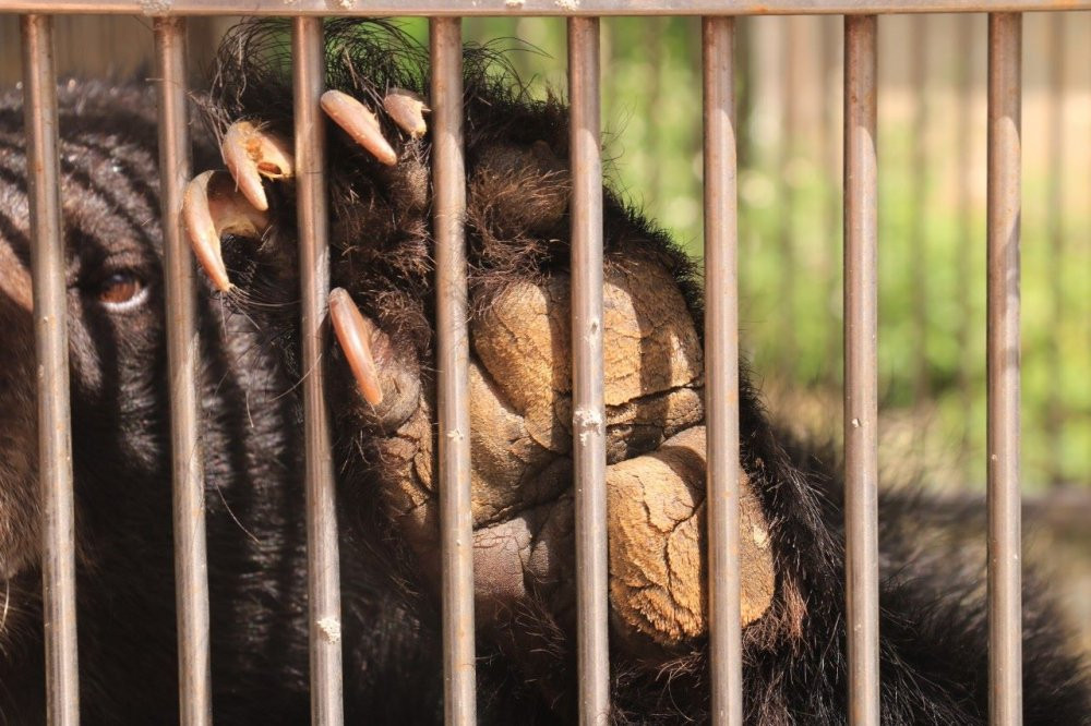 cuu-ho-gau-solo-lang-son-9 9