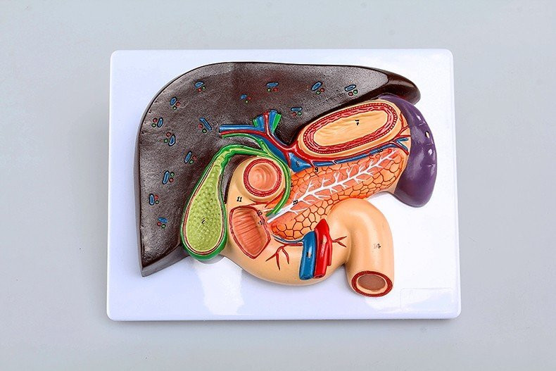 nguoi-dan-ong-37-tuoi-suyt-tu-vong-vi-viem-tuy-bac-si-canh-bao-6-dieu-cam-ky 3