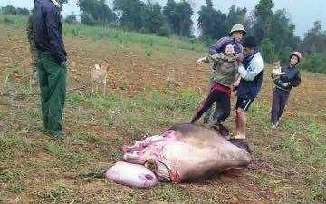 20170207171356-ga-o-kho-c-1