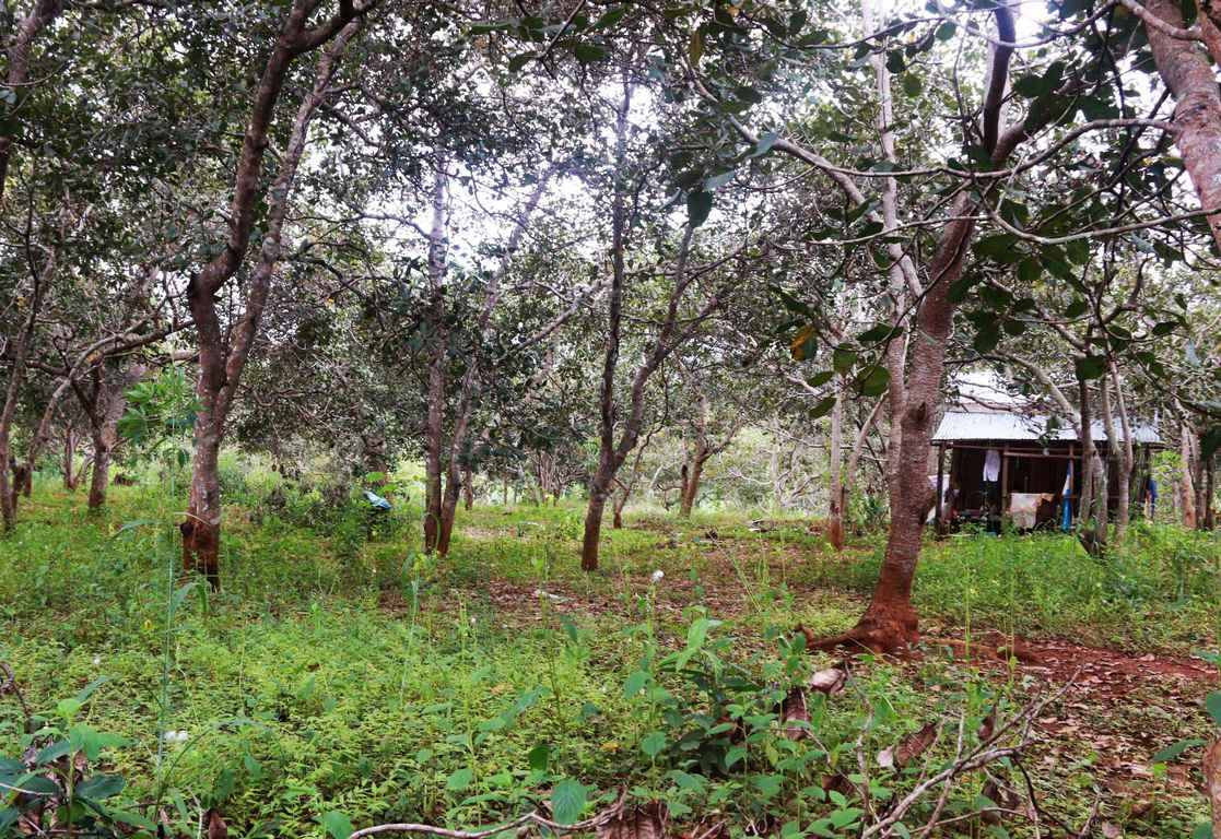 vu ban chet 3 nguoi o dak nong: con mot khau sung chua tim thay hinh anh 4