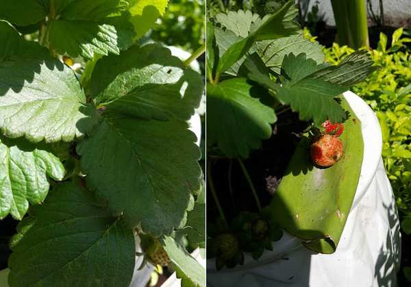 Không chỉ có rau xanh, trong khu vườn nhà, bà Ngọc Hương còn trồng các loại cây ăn quả và cây cảnh.