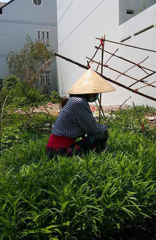 Rau muống có nhiều nhất trong vườn nhà vì theo bà Ngọc Hương là trồng 