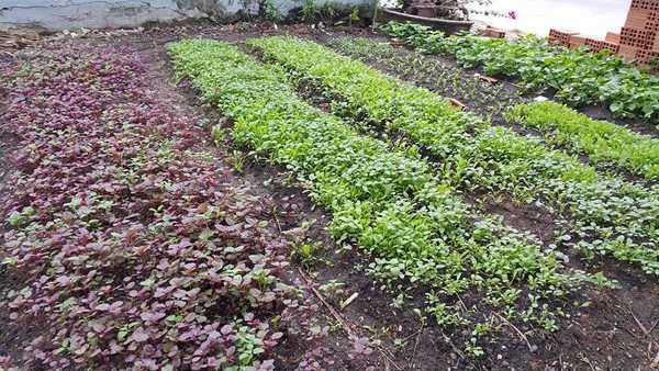 Những luống rau thẳng tắp trước nhà được chủ nhân gieo trồng và chăm sóc cẩn thận. 