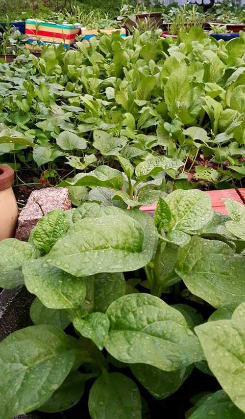 Bà Ngọc Hương lựa chọn những loại rau dễ trồng và không tốn nhiều công chăm sóc.