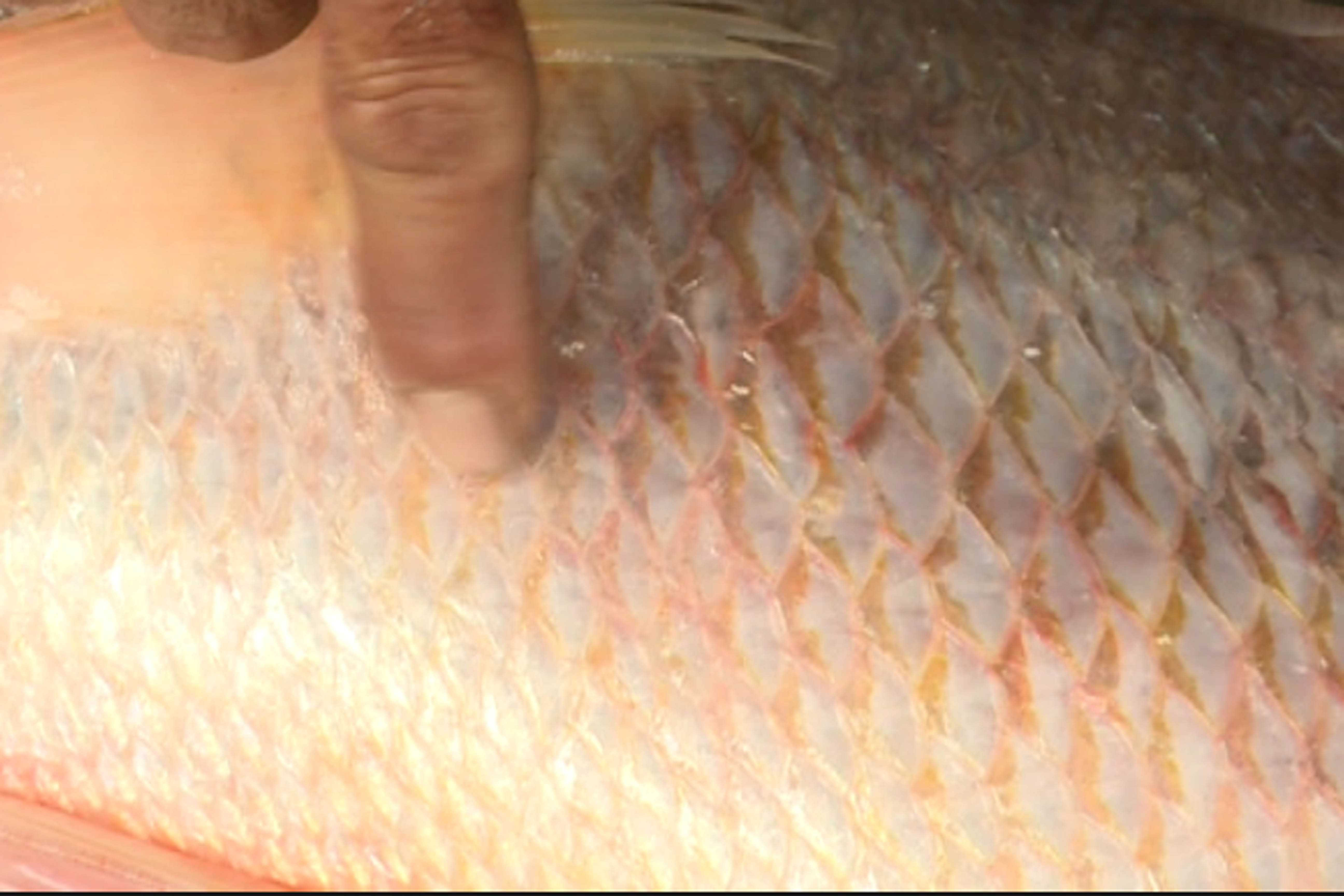 Bắt được cá nghi là cá sủ vàng, nhà hàng trả 100 triệu đồng - ảnh 1