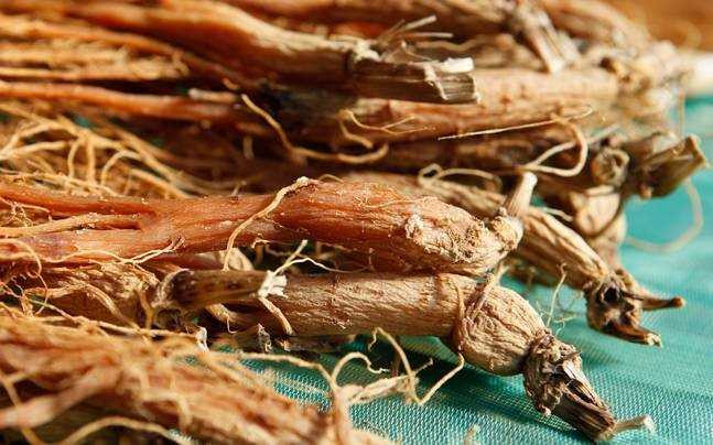 1.800 USD/kg, My o at khai thac sam rung ban cho Trung Quoc hinh anh 1