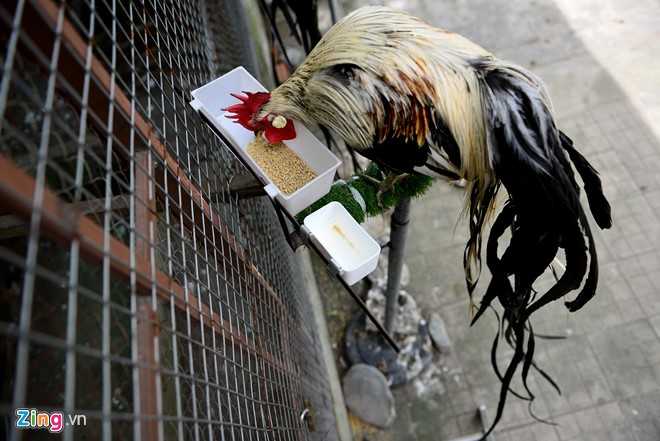 Cap ga Nhat Ban duoi dai gia 65 trieu dong choi Tet hinh anh 10