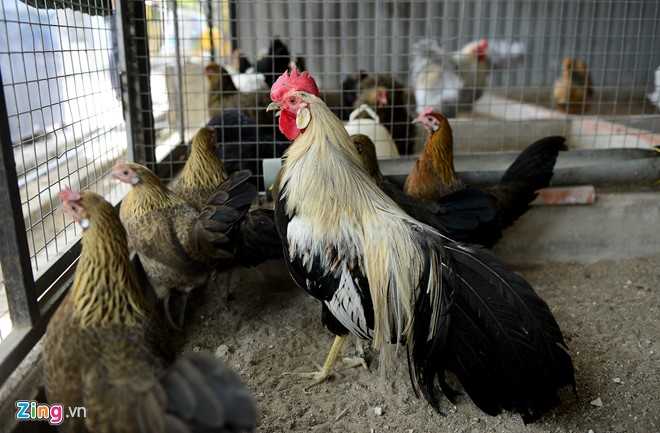 Cap ga Nhat Ban duoi dai gia 65 trieu dong choi Tet hinh anh 13