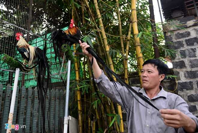 Cap ga Nhat Ban duoi dai gia 65 trieu dong choi Tet hinh anh 11