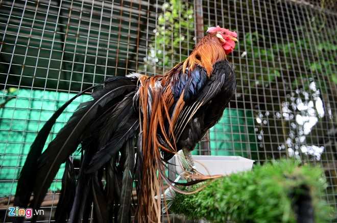 Cap ga Nhat Ban duoi dai gia 65 trieu dong choi Tet hinh anh 3