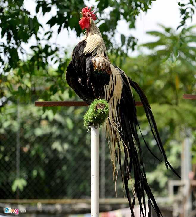 Cap ga Nhat Ban duoi dai gia 65 trieu dong choi Tet hinh anh 4