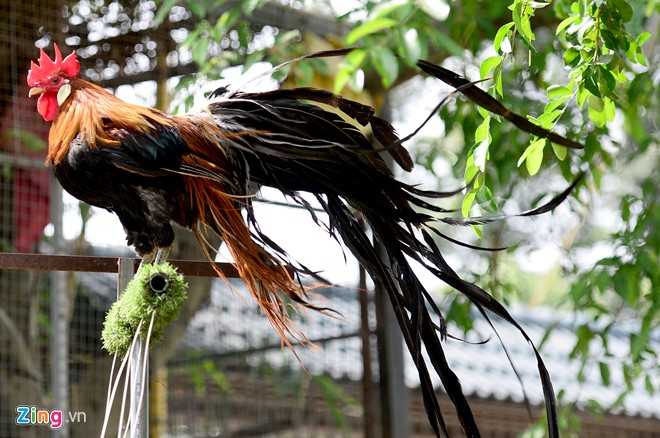 Cap ga Nhat Ban duoi dai gia 65 trieu dong choi Tet hinh anh 5