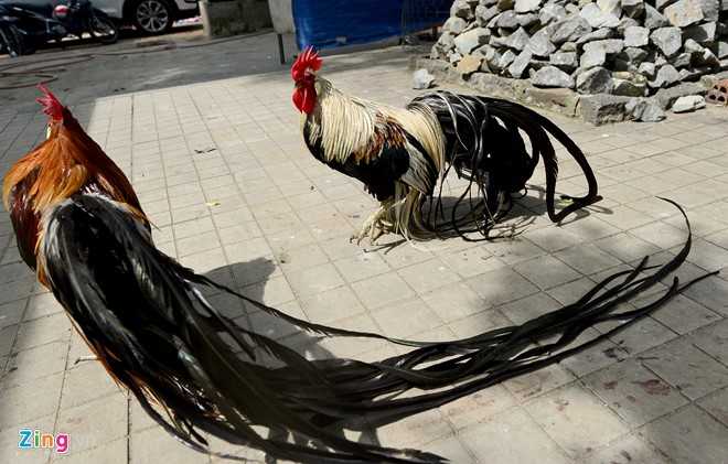 Cap ga Nhat Ban duoi dai gia 65 trieu dong choi Tet hinh anh 6