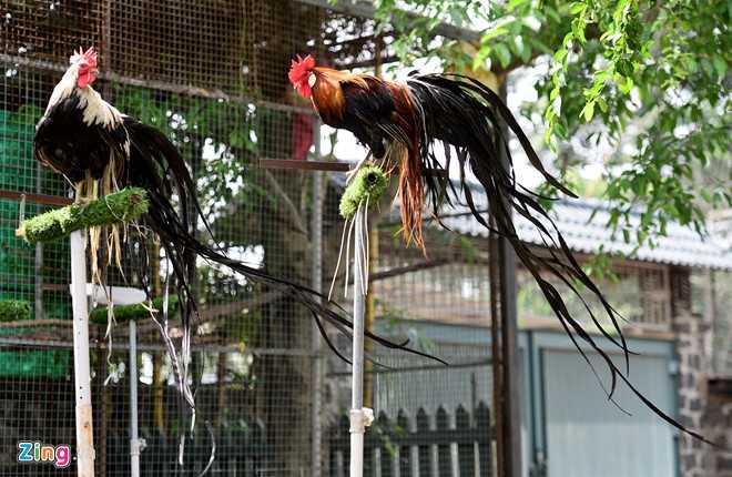 Cap ga Nhat Ban duoi dai gia 65 trieu dong choi Tet hinh anh 7