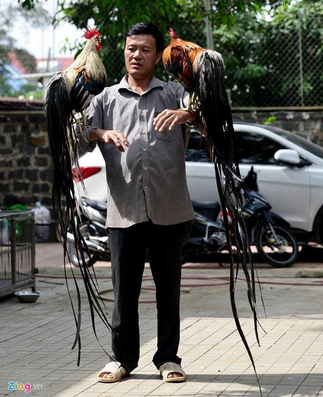 Cap ga Nhat Ban duoi dai gia 65 trieu dong choi Tet hinh anh 9