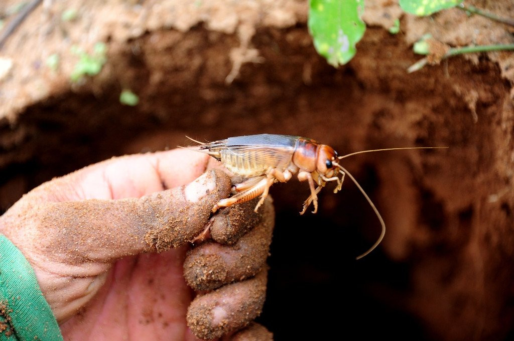 San de com duoi long dat kiem 300.000 dong moi ngay o mien Tay hinh anh 3