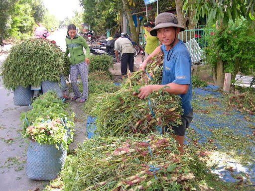 Nong dan mien Tay kiem tien 'de ot' nho lu ve som hon moi nam hinh anh 14