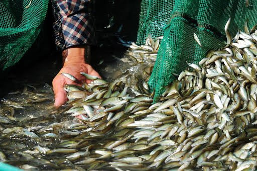 Nong dan mien Tay kiem tien 'de ot' nho lu ve som hon moi nam hinh anh 5