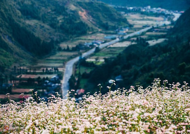 hoa-tam-giac-mach-5-1477898667307 4