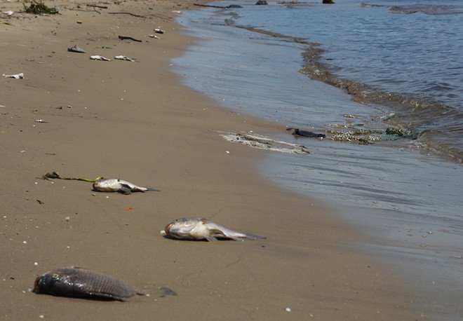 Thieu oxy, ca chet trang song o Da Nang hinh anh 1