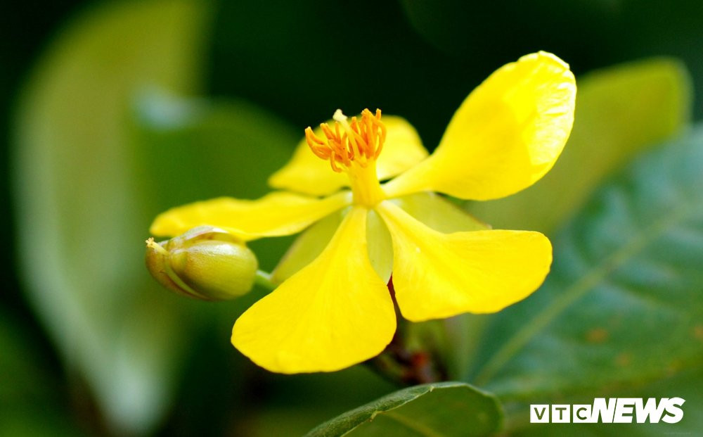 hinh-anh-hoa-mai-dep-nhat-tet-2016-21 23