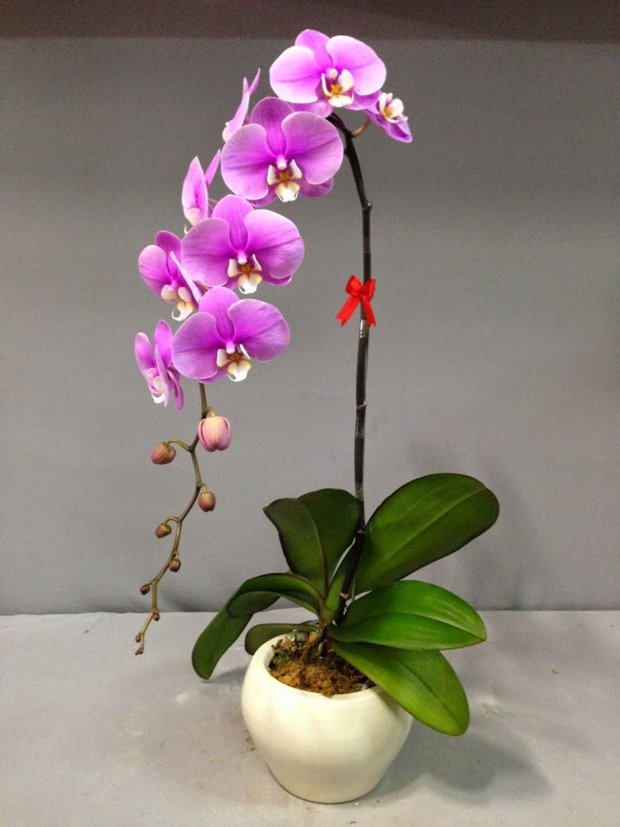 cach-cam-chau-hoa-lan-ho-diep-dep-va-y-nghia-2 7