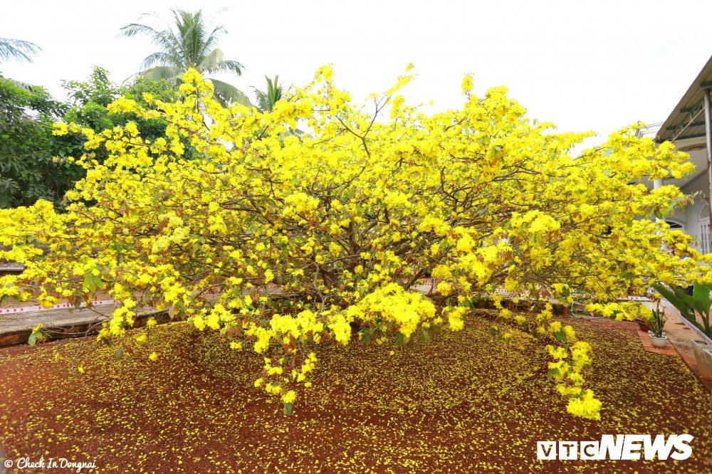 51163547_398957380650766_7493677394088165376_n 3