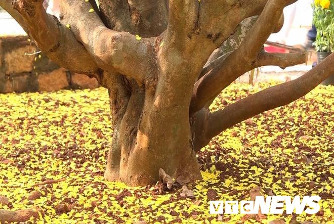 51176026_2334271540137810_7364546260281327616_n 4