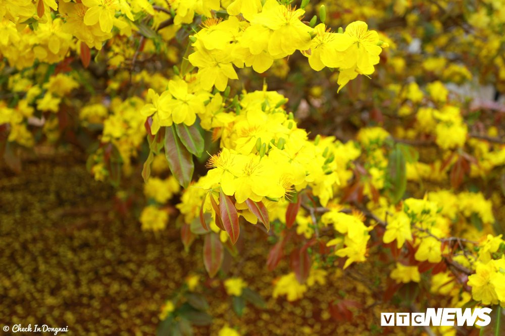 52057079_366230583928550_2572142672466673664_n 12