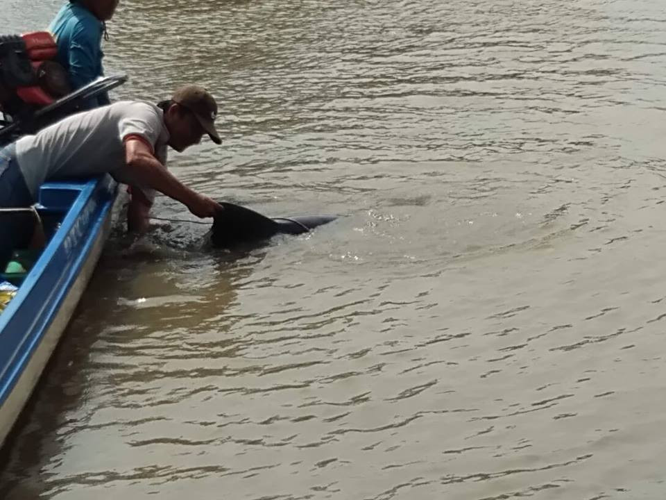 39999682_442735862914716_5216244640054771712_n