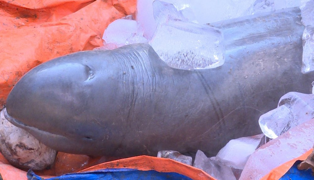 ngu-dan-mien-tay-bat-duoc-ca-la