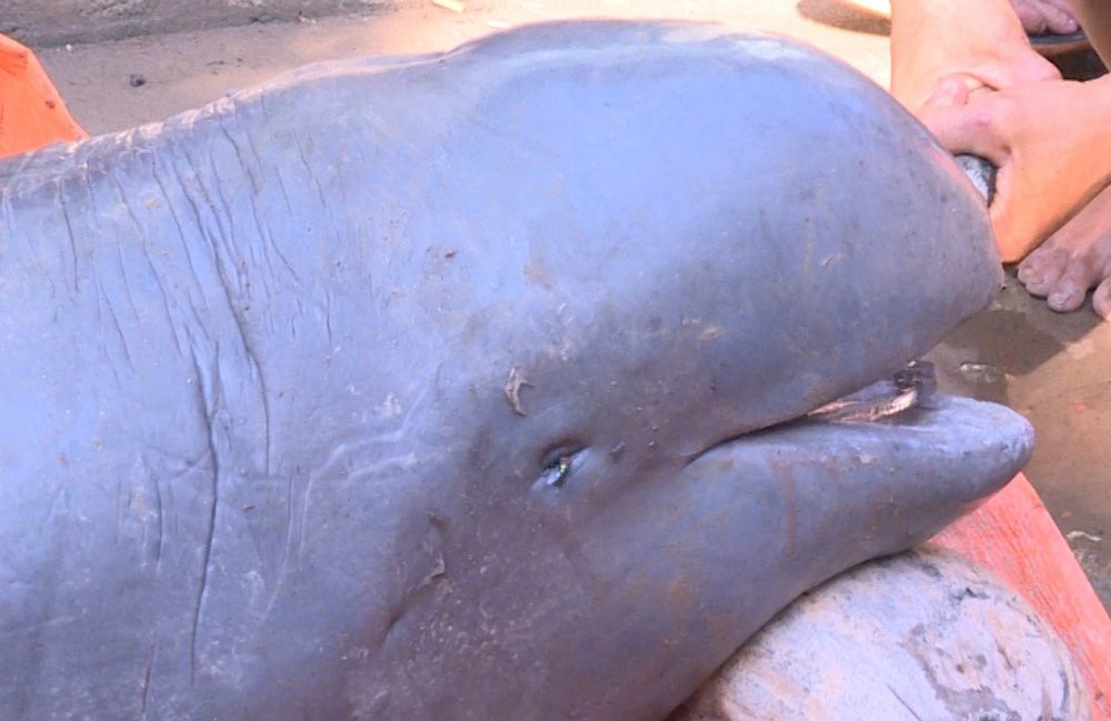 ngu-dan-mien-tay-bat-duoc-ca-la-hinh2 3