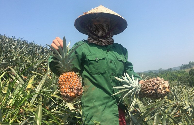 nông sản Việt,nông sản rớt giá,dứa,Thanh Hóa