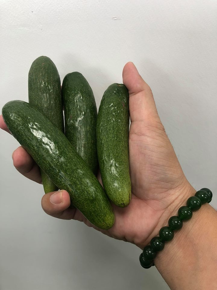 bơ việt,quả bơ,hoa quả khổng lồ,hoa quả tí hon