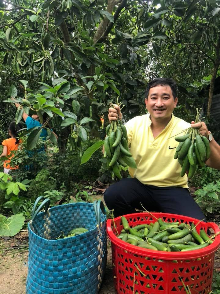 bơ việt,quả bơ,hoa quả khổng lồ,hoa quả tí hon