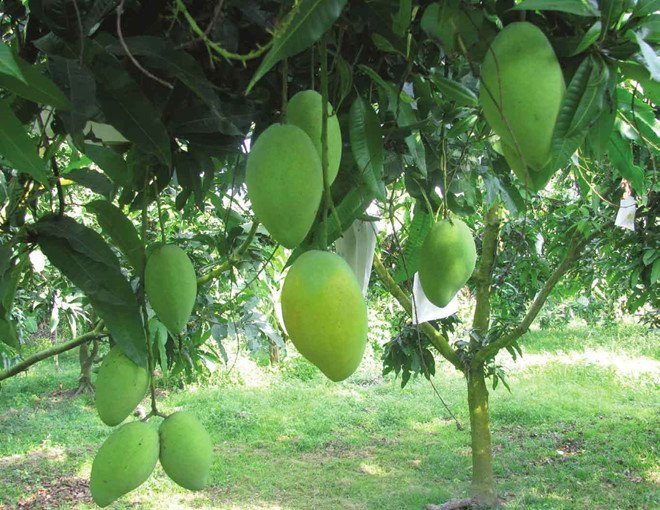 My chuan bi nhap xoai Viet Nam va muon nguoi Viet nhap viet quat My hinh anh 1