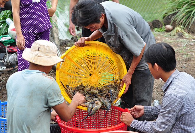 Tom cang xanh VietGap gia nhu tom thuong, dan tinh tro ve cach lam cu hinh anh 2