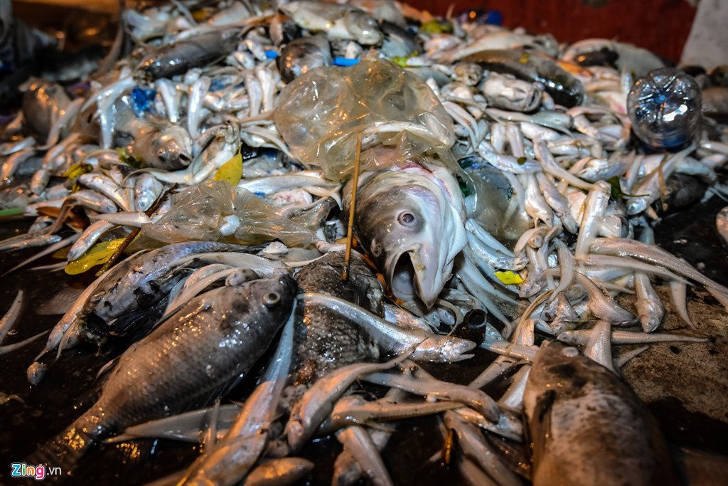 Hang tram cong nhan trang dem vot xac ca ho Tay hinh anh 9