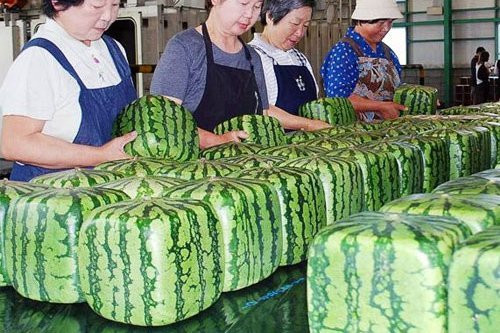 Dưa hấu vuông kỳ lạ xuất hiện ở Hà Nội: Giá chát 4,5 triệu/quả