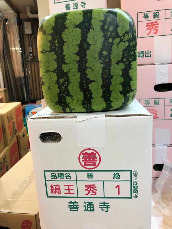 Dưa hấu vuông kỳ lạ xuất hiện ở Hà Nội: Giá chát 4,5 triệu/quả