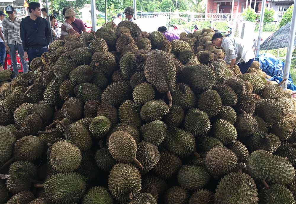 Chuyện lạ: Sầu riêng 19.000 đồng/kg, dân ùn ùn kéo đến ăn thả ra