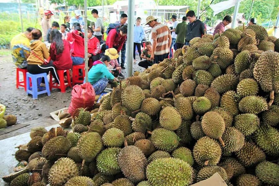 Chuyện lạ: Sầu riêng 19.000 đồng/kg, dân ùn ùn kéo đến ăn thả ra