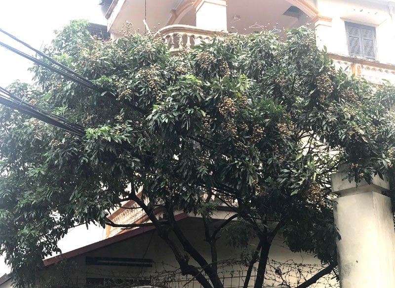 nhãn,đặc sản việt,hoa quả việt nam,trồng nhãn