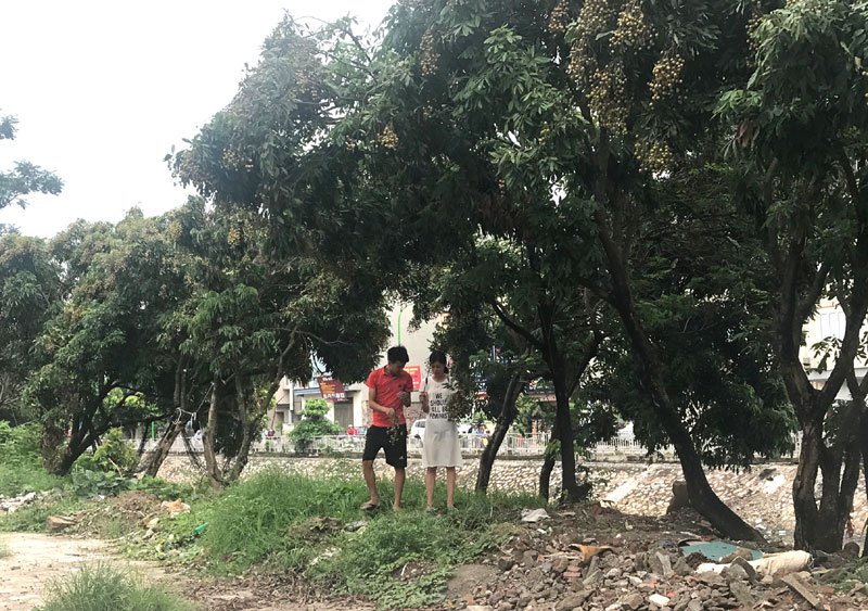 nhãn,đặc sản việt,hoa quả việt nam,trồng nhãn