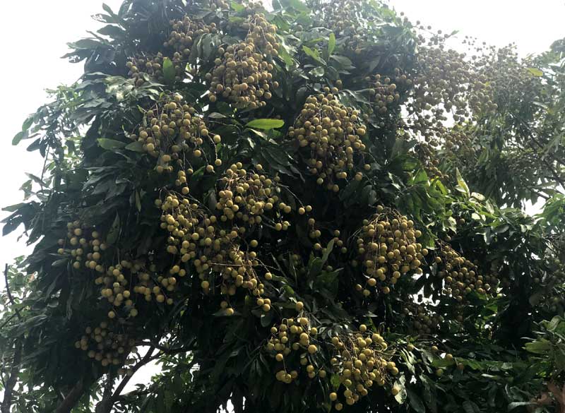 nhãn,đặc sản việt,hoa quả việt nam,trồng nhãn