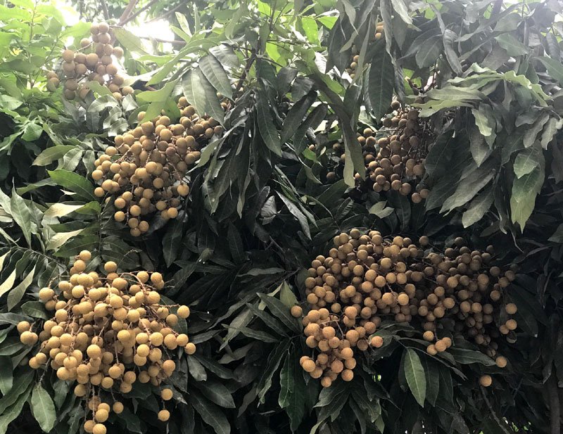 nhãn,đặc sản việt,hoa quả việt nam,trồng nhãn