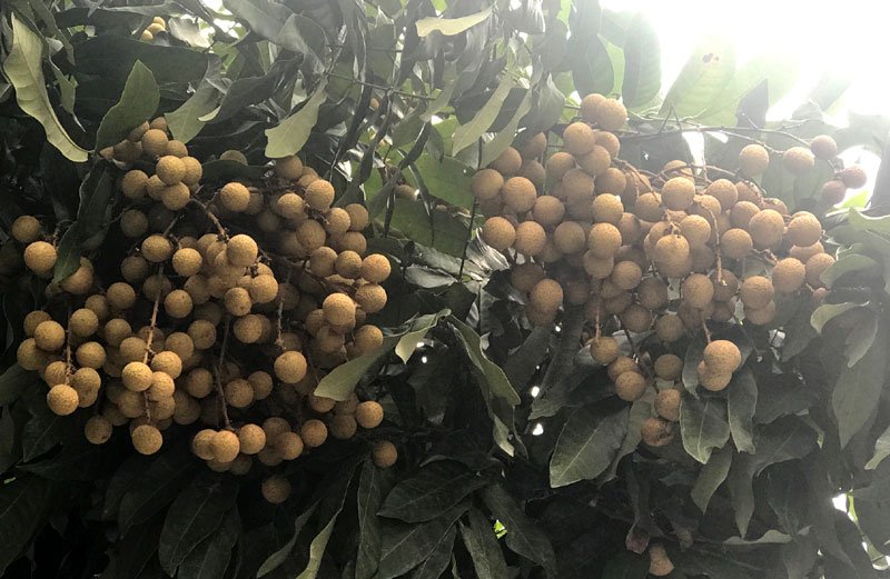 nhãn,đặc sản việt,hoa quả việt nam,trồng nhãn