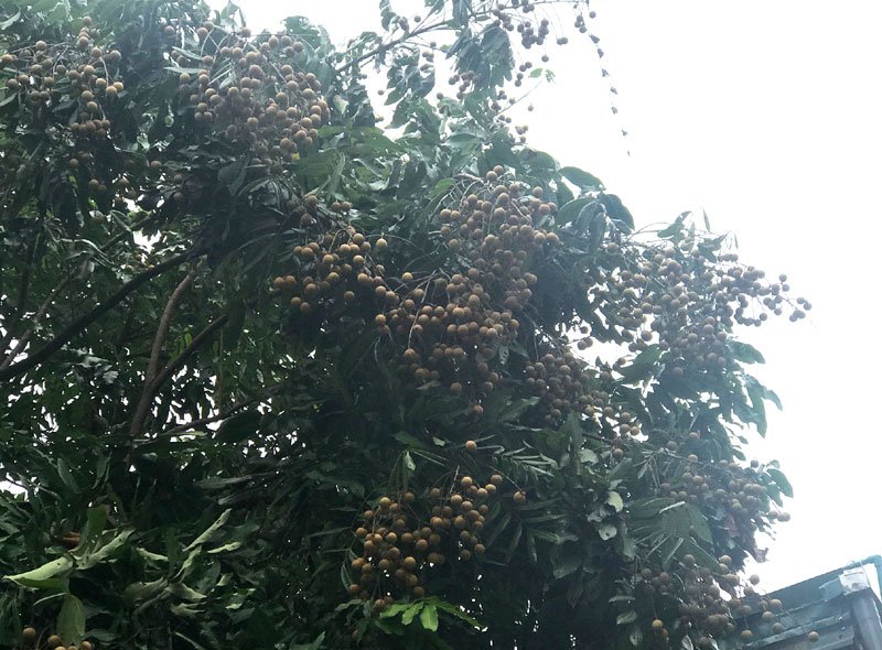 nhãn,đặc sản việt,hoa quả việt nam,trồng nhãn